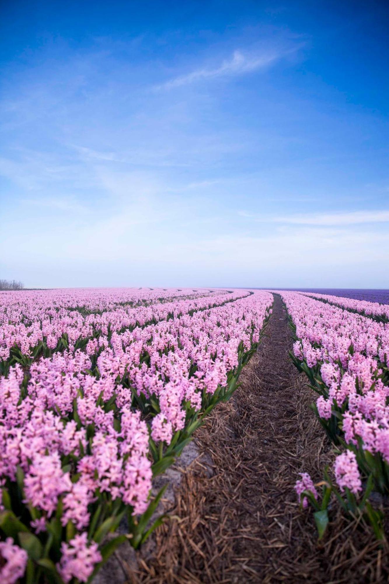 Vakantiehuisje Bloem 4 Personen Stolpen Exterior foto